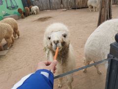 -鄂尔多斯野生动物园