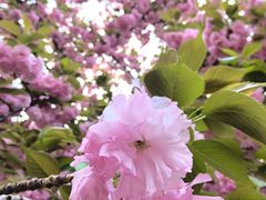 -莲花池公园