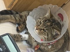 -米苏动物医院·犬猫专科·骨科外科内窥镜