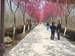 -合肥滨湖国家森林公园