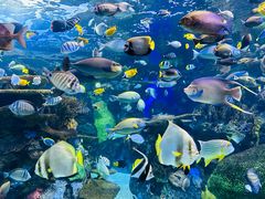 -瑞普利水族馆