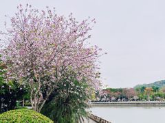 -长洲岛