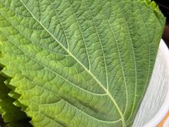 -青瓦餐厅·生鱼片·韩园烤肉(西塔店)