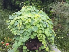 -广州神农草堂中医药博物馆