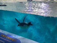 -珠海长隆海洋王国