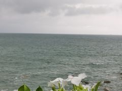 -广东惠东海龟国家级自然保护区