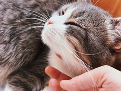 -Catmate·猫肥家润(金润铂宫店)