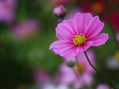 -天适樱花悠乐园