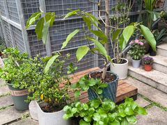 -谷咖啡·鲜花绿植花园餐厅