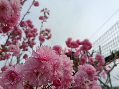 -天适樱花悠乐园