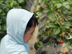 -小鱼草莓采摘园农家乐·小鱼餐厅