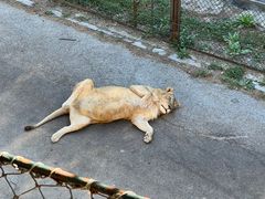 -大连森林动物园