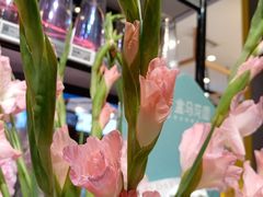 -盒马鲜生(观音桥店)