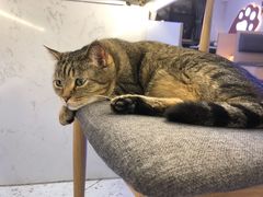 -喵园·猫主题咖啡厅·撸猫·猫咖(国贸店)