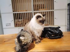 -猫亿天猫咖