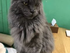 -藏猫猫咖啡主题馆(中央大道店)