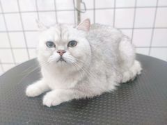-BABYDOG宝贝狗宠物乐园(欧洲城店)