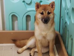 -柯斗斗主题餐厅·狗咖·围炉煮茶·茶饮(国瑞升平里店)