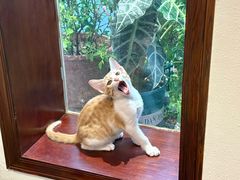 -初甜·舒芙蕾·韩式雪花冰(流塘店)