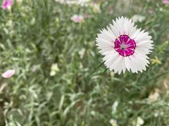 -钟方模白家肥肠粉(春熙店)