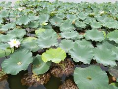 -荷塘月色湿地公园·向阳花洲