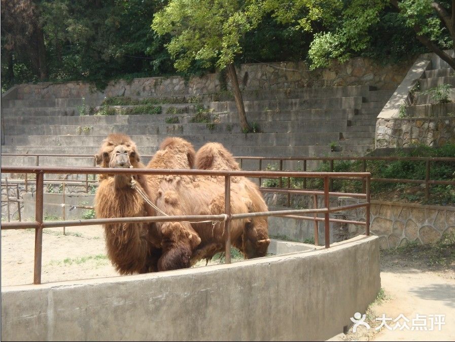 南京市紅山森林動物園紅山動物園圖片