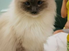 -安格丽娜·狗咖·猫咖羊驼咖(春熙路百盛商场店)