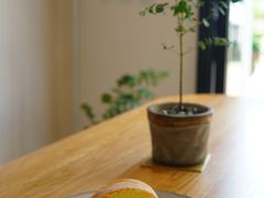 小山卷-尤加利咖啡馆