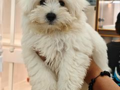 -翊宠yipet猫狗购宠庄园犬舍•猫舍