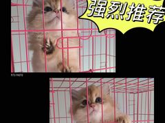-喵百万·布偶·蓝金金渐层英短·猫舍(百子湾店)