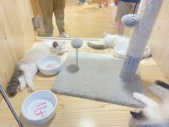-屋虎猫馆(宝安大仟里店)