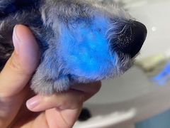 -宠福鑫康馨动物医院·骨科·眼科