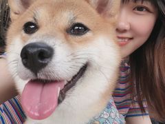 -柴犬高等学院·狗咖·柴犬售卖·宠物训练