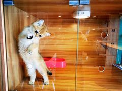 -猫十亿·布偶金渐层·曼基康矮脚猫舍(青年路店)