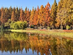 -黄海国家森林公园