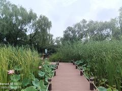 -翠湖国家城市湿地公园