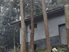 -中国大熊猫保护研究中心雅安碧峰峡基地