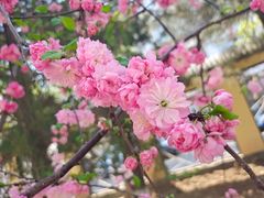 -桃花堤公园