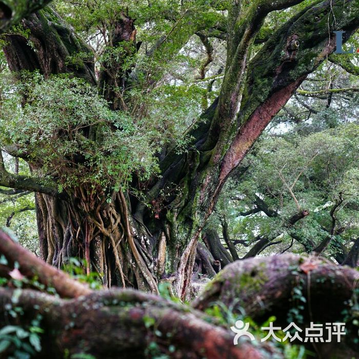 榕楓公園