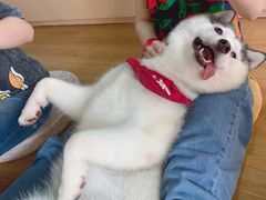 -Husky Go! 哈士奇体验馆·宠物咖啡厅狗咖