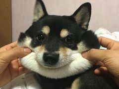 -虎虎龙虾大排档(双井店)