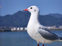 -海埂大坝