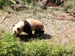 -老码头火锅(玉林店)