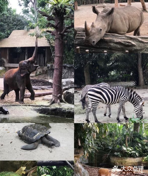 新加坡動物園圖片