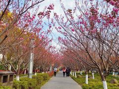 -高东镇樱花园
