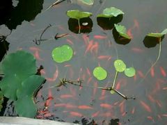 -武清南湖绿博园