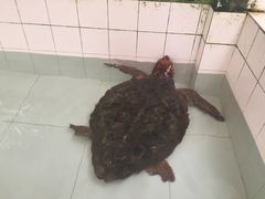 -广东惠东海龟国家级自然保护区