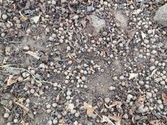 -解家河南菜(商鼎路店)