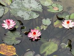 -云溪植物园