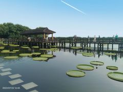 -荷塘月色湿地公园·向阳花洲